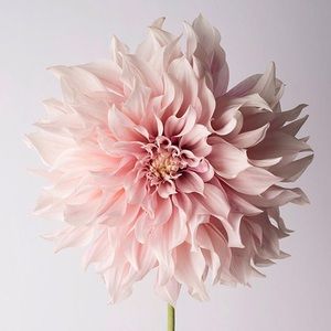 Meet your Posher, Jade